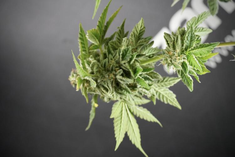 SOUR DIESEL-The Ascension of a Legend. Week 14 - Sour Diesel and her friend inspector 