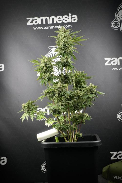 SOUR DIESEL-The Ascension of a Legend. Week 14 - Sour Diesel and her friend inspector 