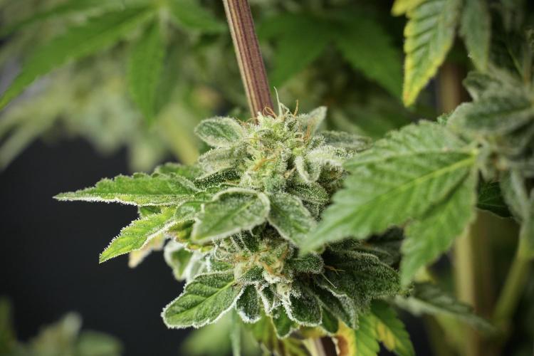 SOUR DIESEL-The Ascension of a Legend. Week 14 - Sour Diesel and her friend inspector 