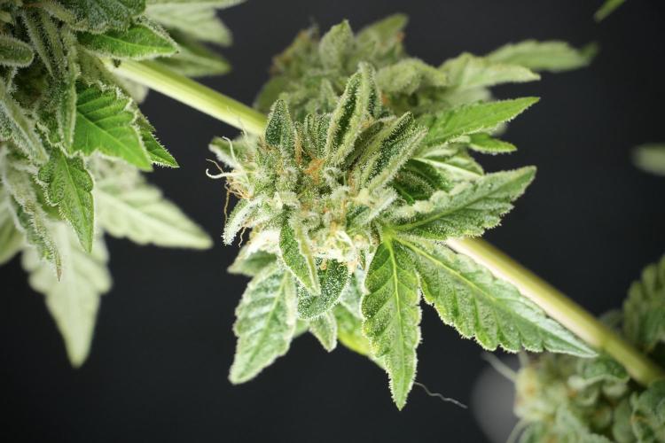 SOUR DIESEL-The Ascension of a Legend. Week 14 - Sour Diesel and her friend inspector 
