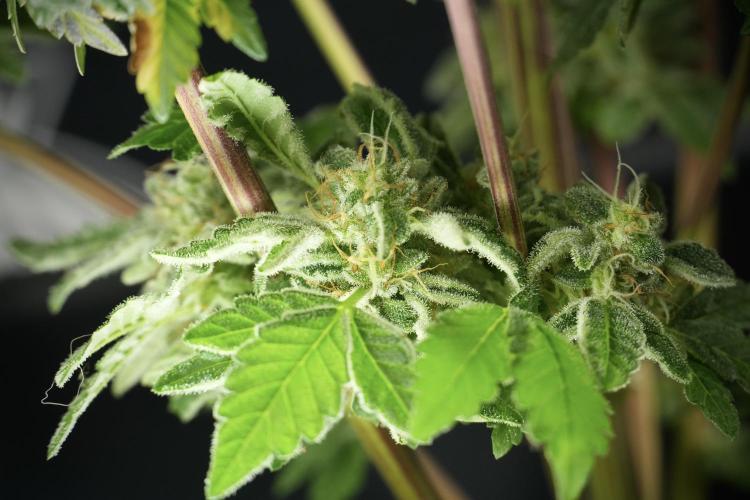 SOUR DIESEL-The Ascension of a Legend. Week 14 - Sour Diesel and her friend inspector 