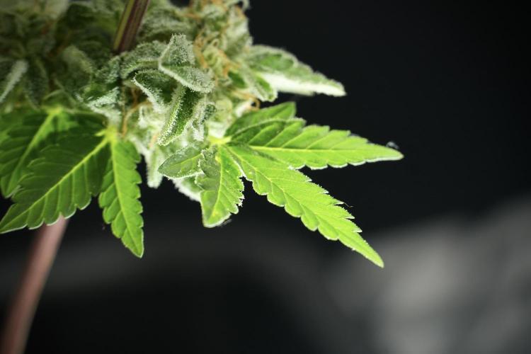 SOUR DIESEL-The Ascension of a Legend. Week 14 - Sour Diesel and her friend inspector 