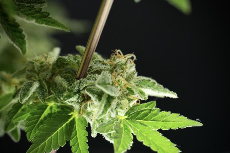 SOUR DIESEL-The Ascension of a Legend. Week 14 - Sour Diesel and her friend inspector 