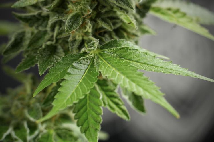 SOUR DIESEL-The Ascension of a Legend. Week 14 - Sour Diesel and her friend inspector 