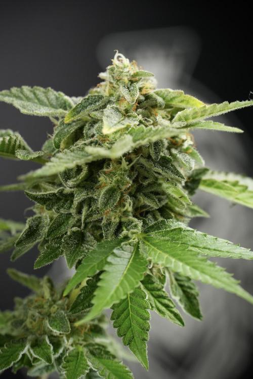 SOUR DIESEL-The Ascension of a Legend. Week 14 - Sour Diesel and her friend inspector 