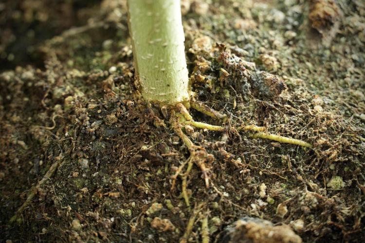 SOUR DIESEL-The Ascension of a Legend. Week 14 - Sour Diesel and her friend inspector  roots