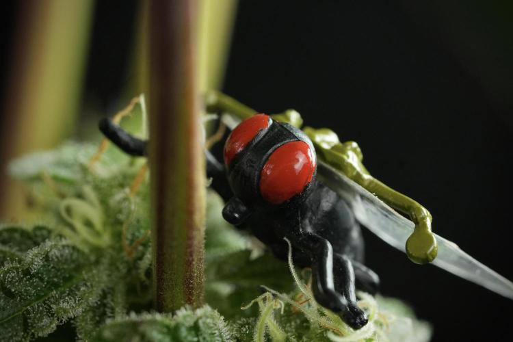 SOUR DIESEL-The Ascension of a Legend. Week 14 - Sour Diesel and her friend inspector 