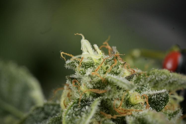 SOUR DIESEL-The Ascension of a Legend. Week 14 - Sour Diesel and her friend inspector 