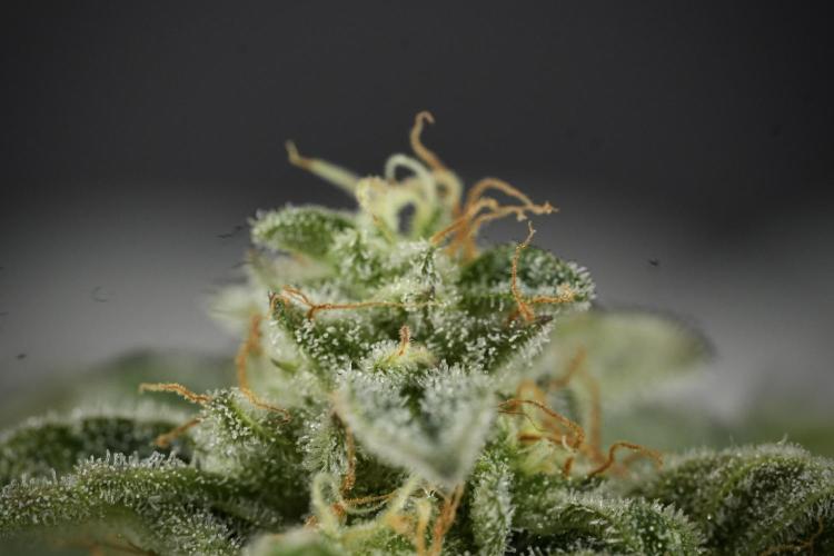 SOUR DIESEL-The Ascension of a Legend. Week 14 - Sour Diesel and her friend inspector 
