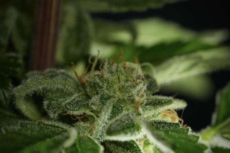 SOUR DIESEL-The Ascension of a Legend. Week 14 - Sour Diesel and her friend inspector 