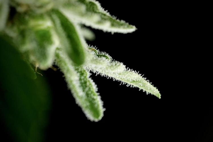 SOUR DIESEL-The Ascension of a Legend. Week 14 - Sour Diesel and her friend inspector 