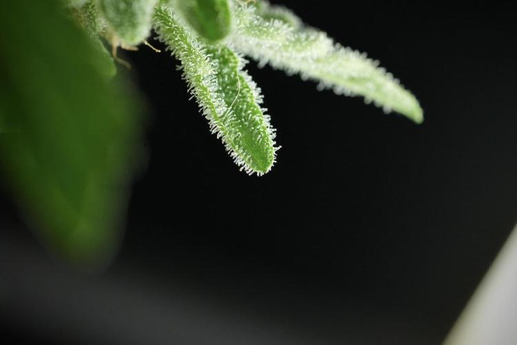 SOUR DIESEL-The Ascension of a Legend. Week 14 - Sour Diesel and her friend inspector 