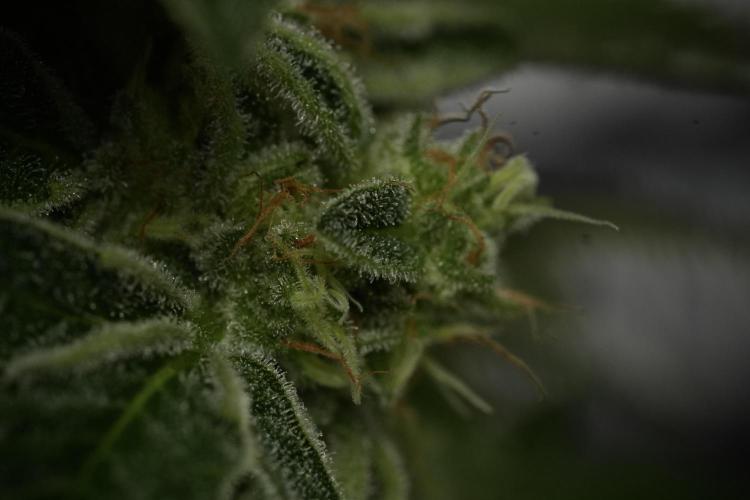SOUR DIESEL-The Ascension of a Legend. Week 14 - Sour Diesel and her friend inspector 