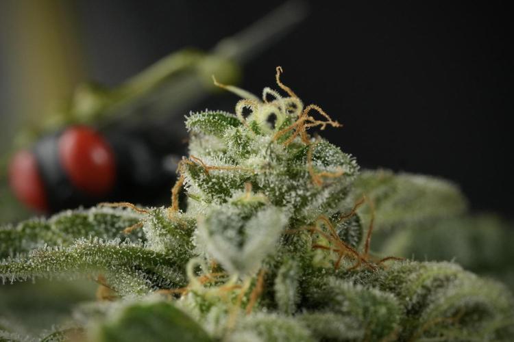 SOUR DIESEL-The Ascension of a Legend. Week 14 - Sour Diesel and her friend inspector 