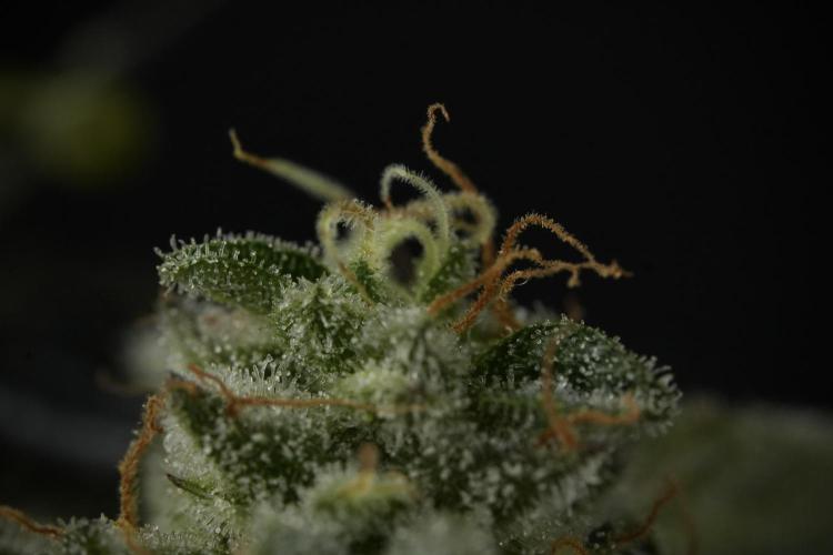 SOUR DIESEL-The Ascension of a Legend. Week 14 - Sour Diesel and her friend inspector 