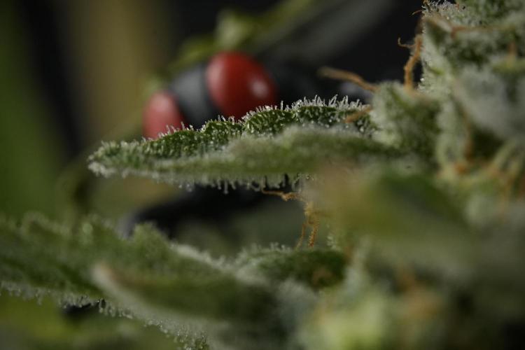 SOUR DIESEL-The Ascension of a Legend. Week 14 - Sour Diesel and her friend inspector 