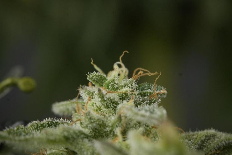 SOUR DIESEL-The Ascension of a Legend. Week 14 - Sour Diesel and her friend inspector 