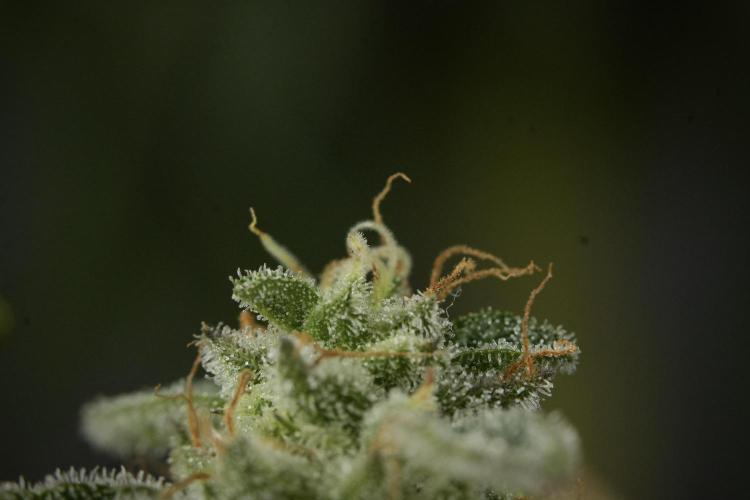 SOUR DIESEL-The Ascension of a Legend. Week 14 - Sour Diesel and her friend inspector 