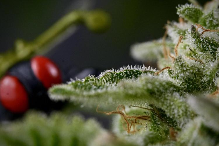 SOUR DIESEL-The Ascension of a Legend. Week 14 - Sour Diesel and her friend inspector 