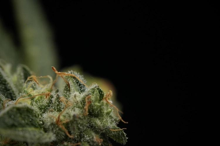 SOUR DIESEL-The Ascension of a Legend. Week 14 - Sour Diesel and her friend inspector 