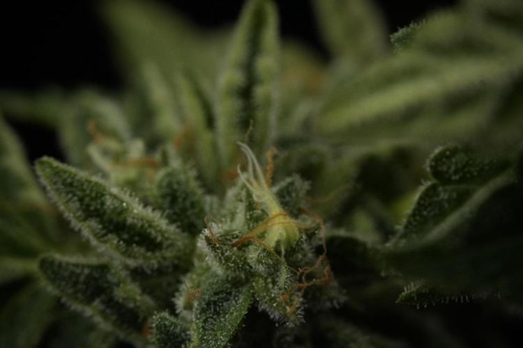 SOUR DIESEL-The Ascension of a Legend. Week 14 - Sour Diesel and her friend inspector 