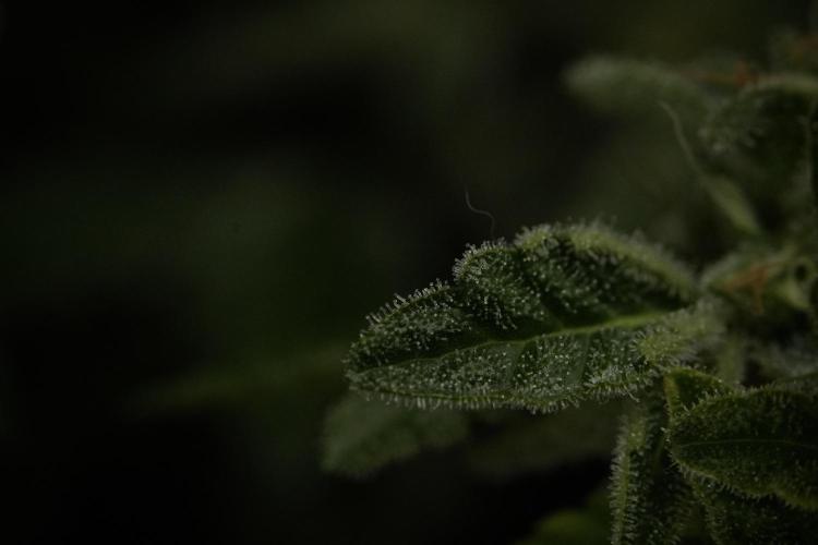 SOUR DIESEL-The Ascension of a Legend. Week 14 - Sour Diesel and her friend inspector 