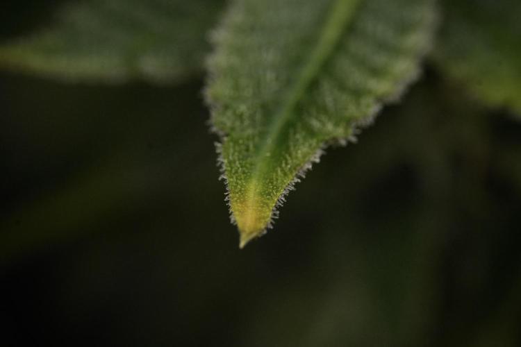 SOUR DIESEL-The Ascension of a Legend. Week 14 - Sour Diesel and her friend inspector 