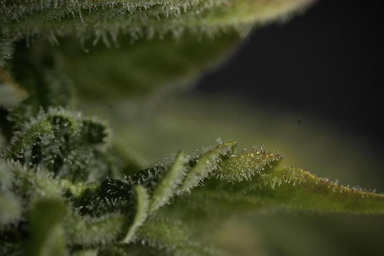SOUR DIESEL-The Ascension of a Legend. Week 14 - Sour Diesel and her friend inspector 