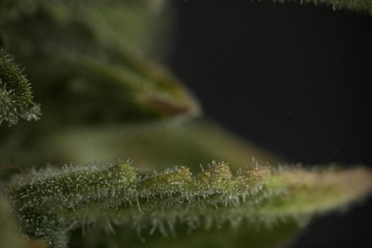 SOUR DIESEL-The Ascension of a Legend. Week 14 - Sour Diesel and her friend inspector 