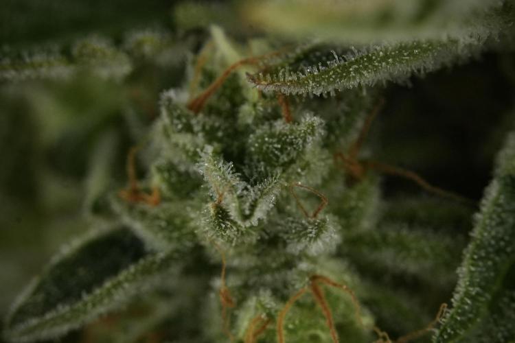 SOUR DIESEL-The Ascension of a Legend. Week 14 - Sour Diesel and her friend inspector 
