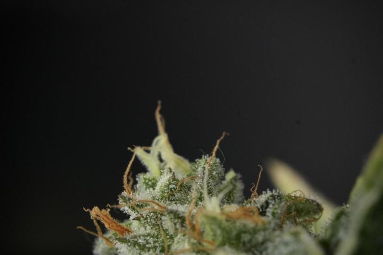 SOUR DIESEL-The Ascension of a Legend. Week 14 - Sour Diesel and her friend inspector 