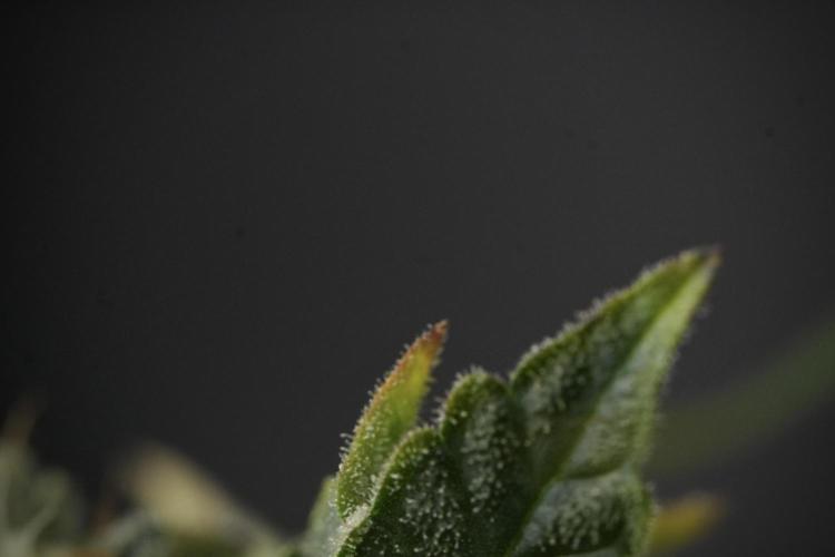 SOUR DIESEL-The Ascension of a Legend. Week 14 - Sour Diesel and her friend inspector 