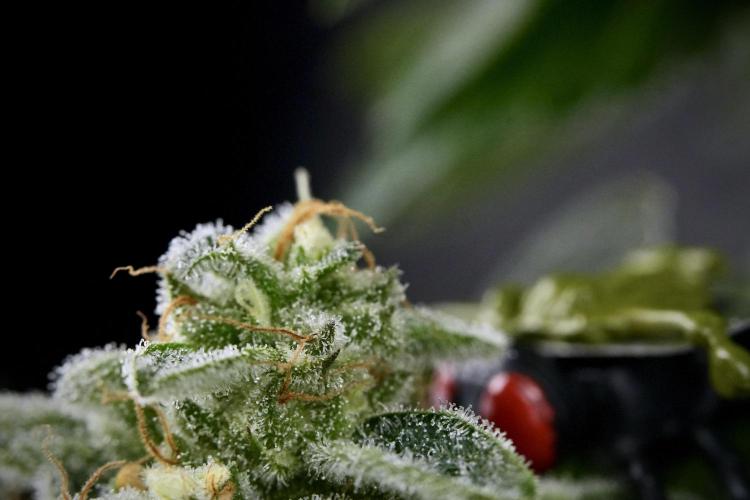 SOUR DIESEL-The Ascension of a Legend. Week 14 - Sour Diesel and her friend inspector 