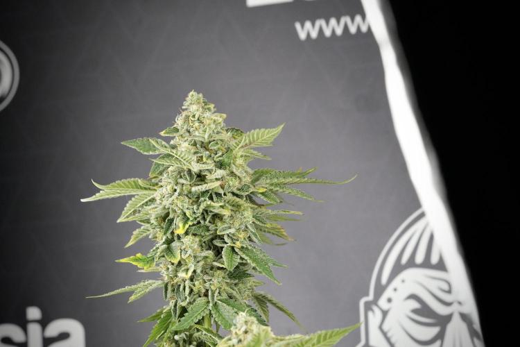 SOUR DIESEL-The Ascension of a Legend. Week 14 - Sour Diesel and her friend inspector 