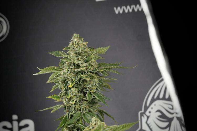 SOUR DIESEL-The Ascension of a Legend. Week 14 - Sour Diesel and her friend inspector 