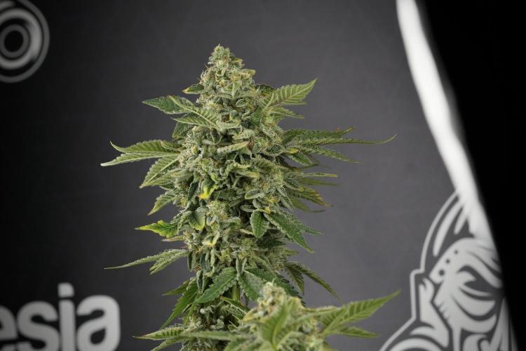SOUR DIESEL-The Ascension of a Legend. Week 14 - Sour Diesel and her friend inspector 