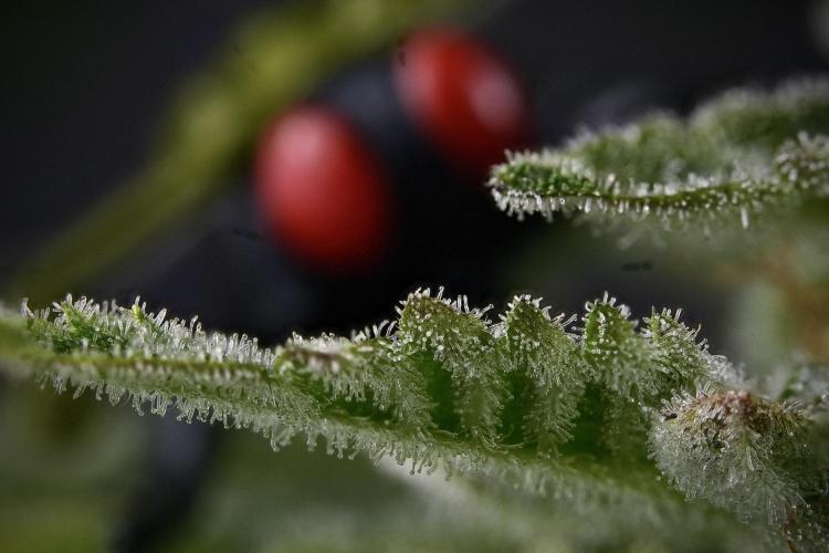 SOUR DIESEL-The Ascension of a Legend. Week 14 - 99 merged photo stack