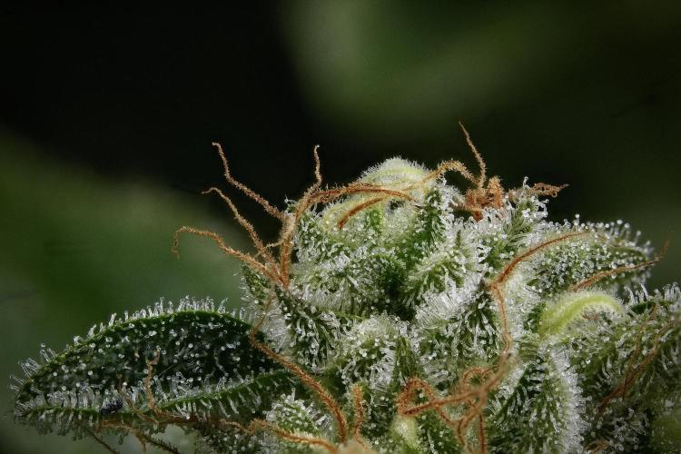 SOUR DIESEL-The Ascension of a Legend. Week 14 - 222 merged photo stack