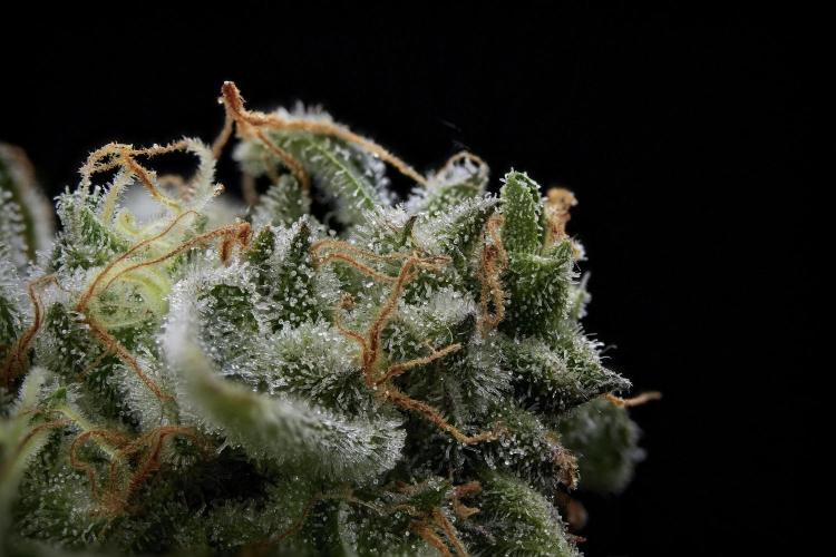 SOUR DIESEL-The Ascension of a Legend. Week 14 - 255 merged photo stack