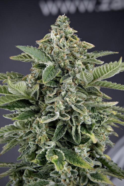 SOUR DIESEL-The Ascension of a Legend. Week 14 - 52 merged photo stack