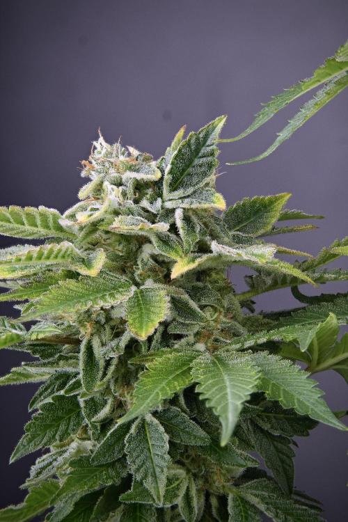 SOUR DIESEL-The Ascension of a Legend. Week 14 - 61 merged photo stack