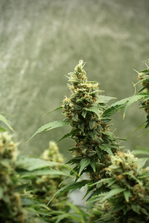 GMO Cookies Served with extra curiosity. Week 13 - GMO Cookies No veg 