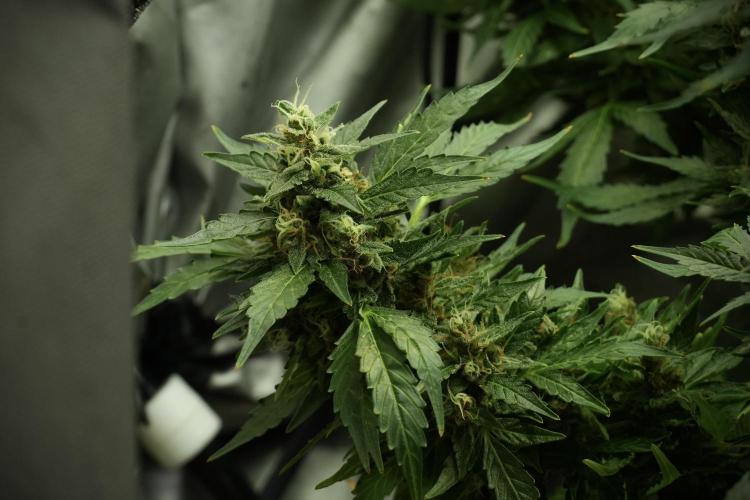 GMO Cookies Served with extra curiosity. Week 13 - GMO Cookies No veg 