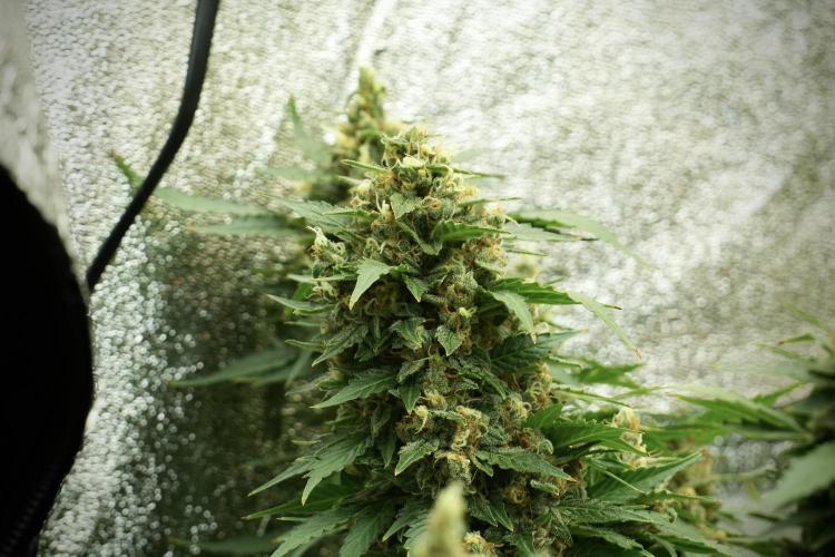 GMO Cookies Served with extra curiosity. Week 13 - GMO Cookies No veg 