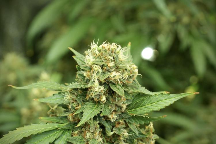 GMO Cookies Served with extra curiosity. Week 13 - GMO Cookies No veg 