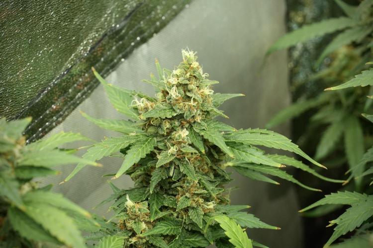 GMO Cookies Served with extra curiosity. Week 13 - GMO Cookies No veg 