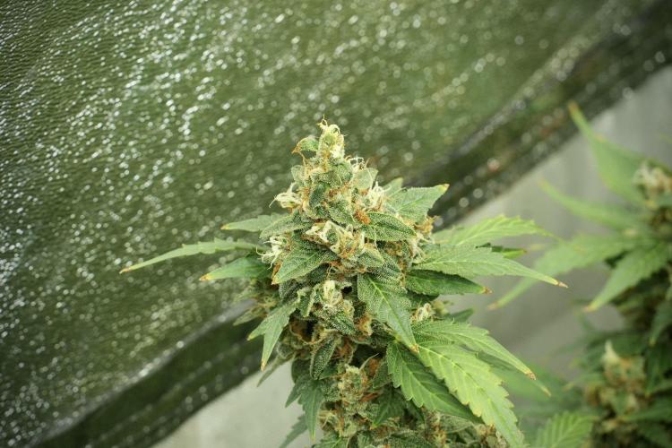 GMO Cookies Served with extra curiosity. Week 13 - GMO Cookies No veg 