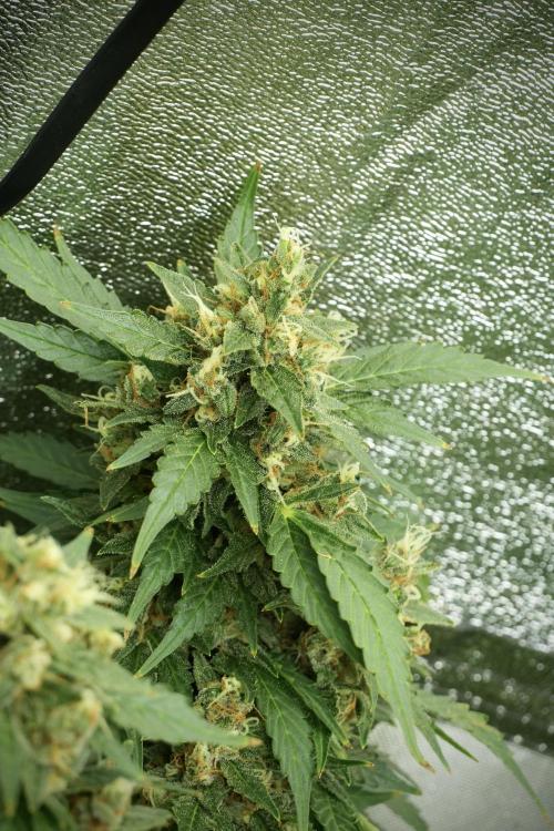 GMO Cookies Served with extra curiosity. Week 13 - GMO Cookies No veg 