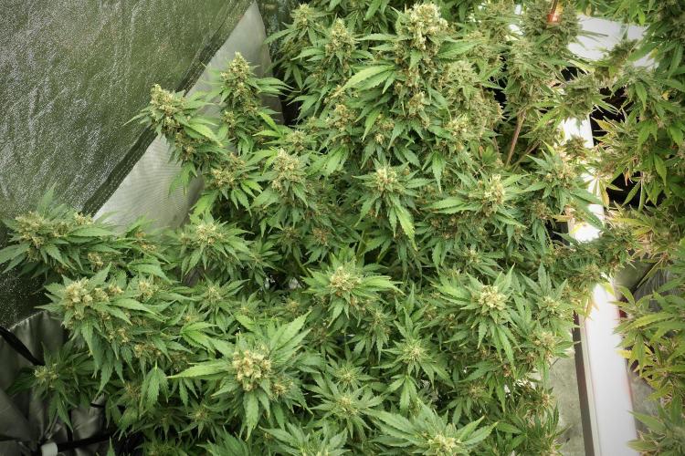 GMO Cookies Served with extra curiosity. Week 13 - GMO Cookies No veg 