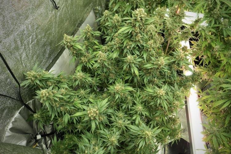 GMO Cookies Served with extra curiosity. Week 13 - GMO Cookies No veg 